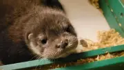 Erstes Otterbaby im Zoo Rostock: Mama Heidi führt Tochter ins Wasser
