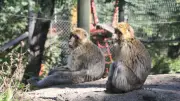 Geflohener Berberaffe kehrt in Ueckermünder Tierpark zurück