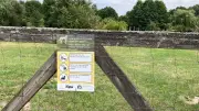 Hütehunde am Tollensesee: Schafe angegriffen – Behörden eingeschaltet