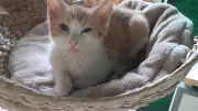 Katzenparadies Neustrelitz: Kitten sterben nach erster Impfung