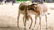 Kulan-Hengst Mushu: Neuer Hoffnungsträger im Rostocker Zoo