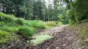 Mühlenbach in Groß Teetzleben fast ausgetrocknet: Klimawandel sichtbar