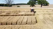 Mini-Mähdrescher ernten Versuchsparzellen in der Müritzregion