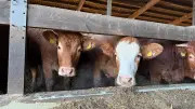 Neues Virus bei Rindern in Süddeutschland nachgewiesen