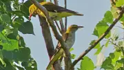 Pirol in Neubrandenburg fotografiert: Minol-Maskottchen in natura erwischt