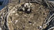 Toter Jungstorch in Löcknitz: Drohne entdeckt traurigen Fund im Nest