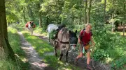 Wanderung mit drei Pferden: Elke Pohlmann erreicht Redefin