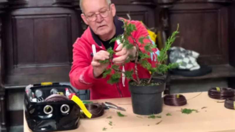 Bonsai-Wochenende am Tiefwarensee: Besucher küren den Schönsten