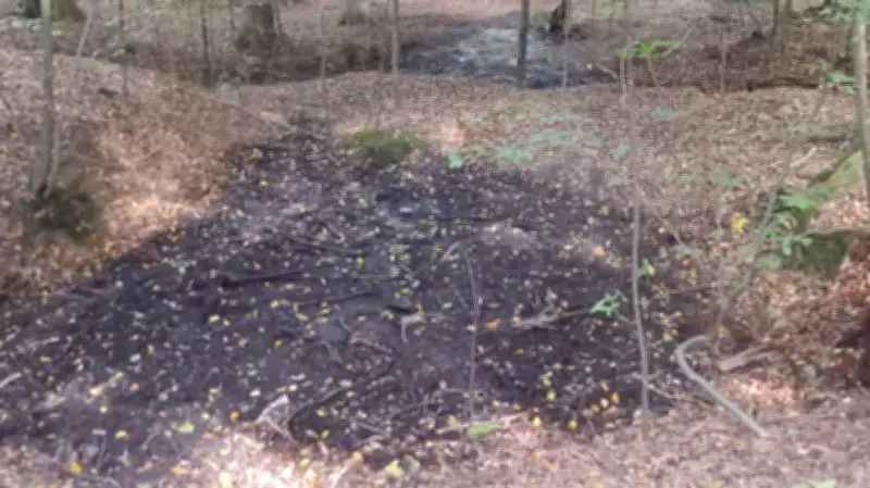 Braunkohle am Sonnenberg: Vom Schacht zur Waldgeschichte