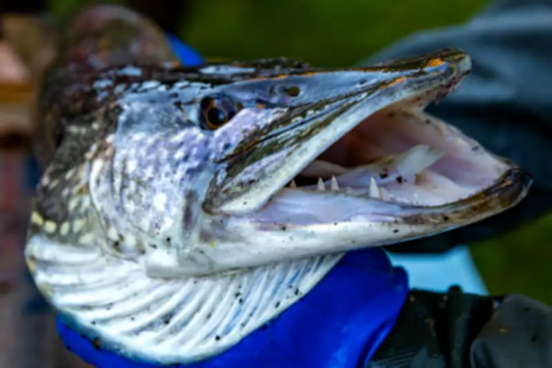 Fischerei in MV: Neue Regeln für Hecht, Barsch und Meerforelle