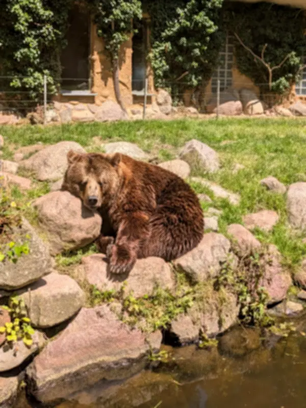 Güstrower Wildpark trauert um Braunbär Fred – „war gemütlich“