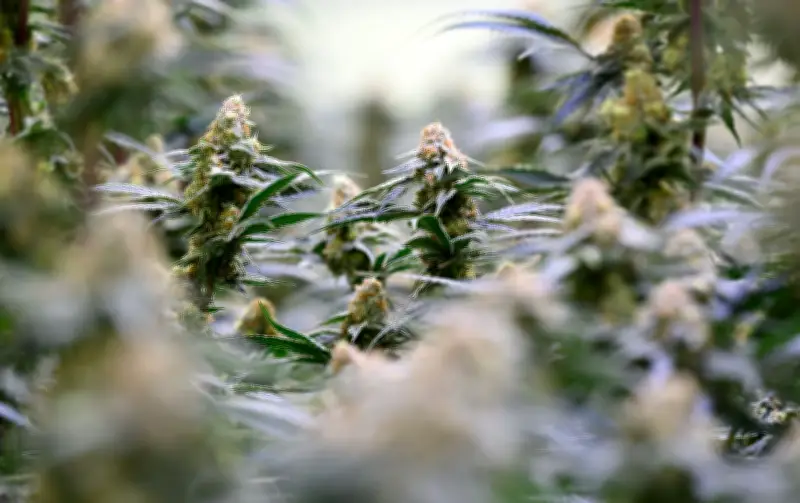 Mehr Cannabis-Patienten in MV-Kliniken, weniger Delikte