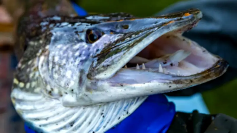 Neue Regeln für Angler: Hecht an MV-Küste künftig strenger geschützt
