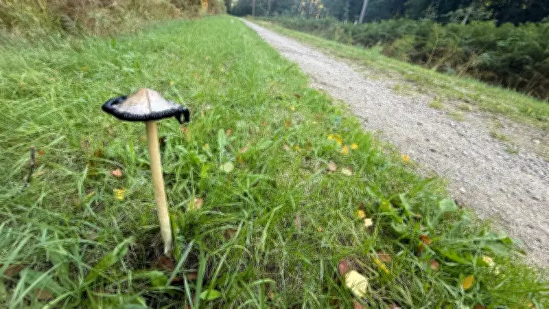 Pilz-Tinte selbst herstellen: So wird der Schopf-Tintling zur Tinte