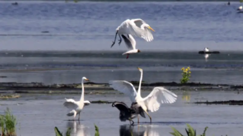 Putzarer See: Tausende Enten und Gänse rasten wieder im Flachsee
