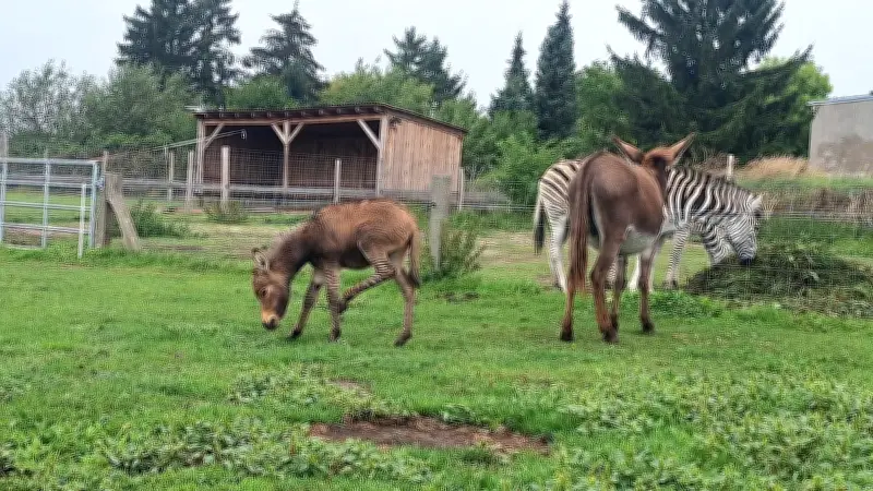 Seltenes Zebruid in Grabowhöfe geboren: Einzigartige Kreuzung aus Zebra und Esel