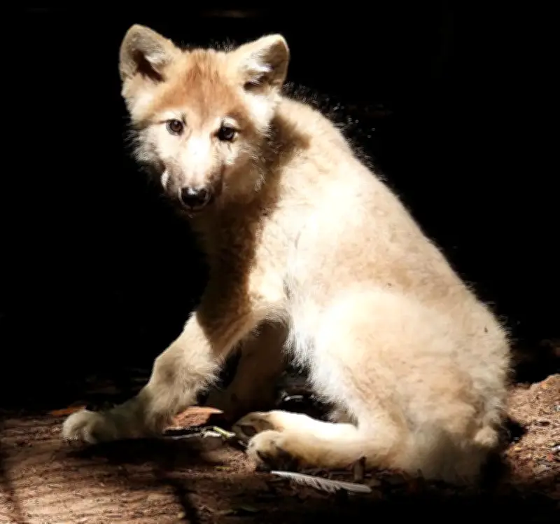 Stralsund: Junger Polarwolf heißt jetzt Tikaani