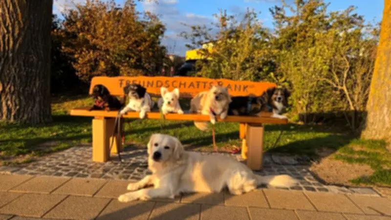 Vier-Pfoten-Festival in Waren: Hund und Mensch im Mittelpunkt
