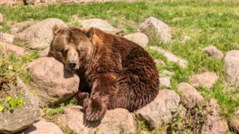 Wildpark-MV trauert: Braunbär Fred ist gestorben