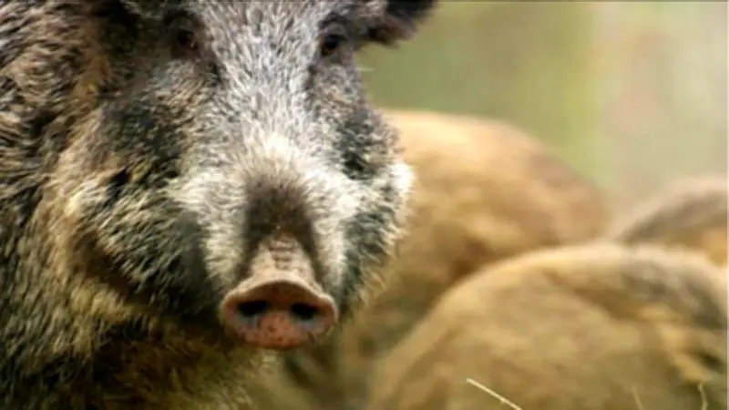 Wildschweine in Binz: Duftmittel sollen Tiere aus Gärten vertreiben