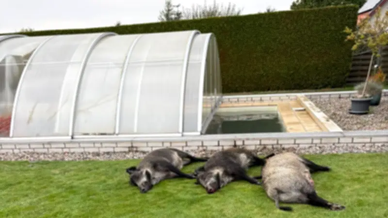 Wildschweine in Sukow: Chaos, Pool-Sturz und ein Hausbesuch