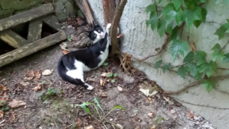 Zwei scheue Katzenkinder aus Plau am See suchen ein neues Zuhause