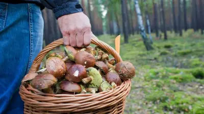 85-Jährige nach Pilzsuchen in Göhrener Tannen wohlbehalten gefunden