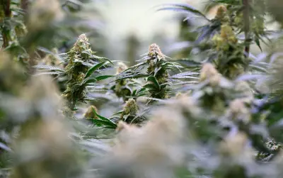Mehr Cannabis-Patienten in MV-Kliniken, weniger Delikte