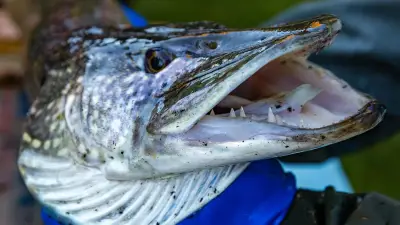 Neue Regeln für Angler: Hecht an MV-Küste künftig strenger geschützt