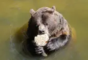 Braunbär Fred aus dem Wildpark-MV in Güstrow gestorben
