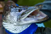 Fischerei in MV: Neue Regeln für Hecht, Barsch und Meerforelle