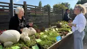Giftige Champignons: Ein einfacher Test entlarvt Karbol-Champignon & Co.