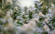 Mehr Cannabis-Patienten in MV-Kliniken, weniger Delikte