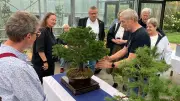 Müritzer Bonsai-Tage: 50 Mini-Bäume und ein Publikumsliebling