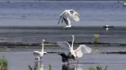 Putzarer See: Tausende Enten und Gänse rasten wieder im Flachsee