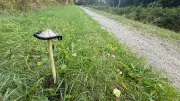 Schopf-Tintling: Aus heimischem Pilz wird zu Hause echte Tinte