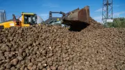 Zuckersteuer bedroht letzte Zuckerfabrik in Mecklenburg-Vorpommern