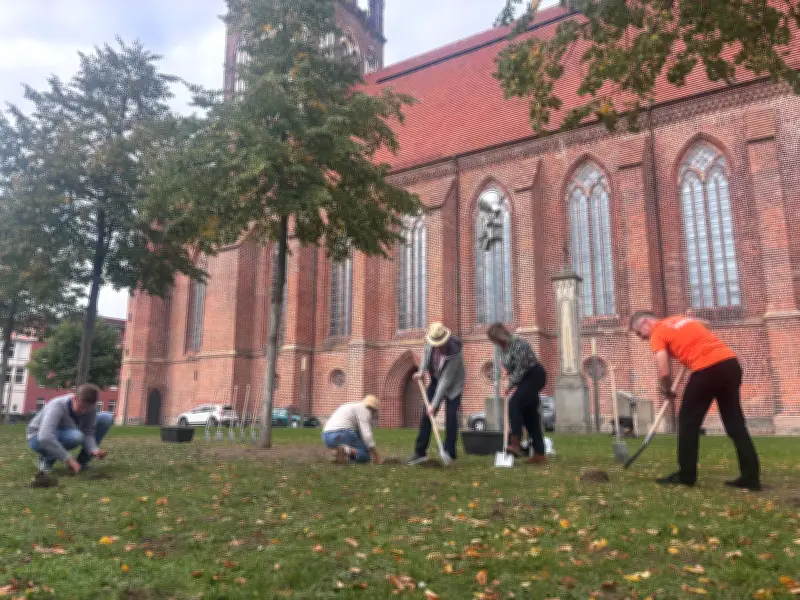 60.000 Krokuszwiebeln für die Konzertkirche Neubrandenburg