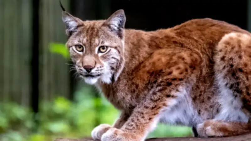 Artenschutz im Zoo Rostock: Kostenlose Führung am 18. Oktober