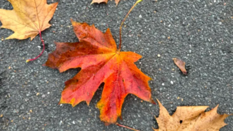 Herbstlaub: Wie ein Blatt traurig und froh zugleich machen kann