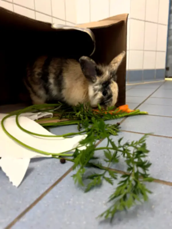Kaninchen, Elch und Gorilla: Tierisches Aufsehen in MV