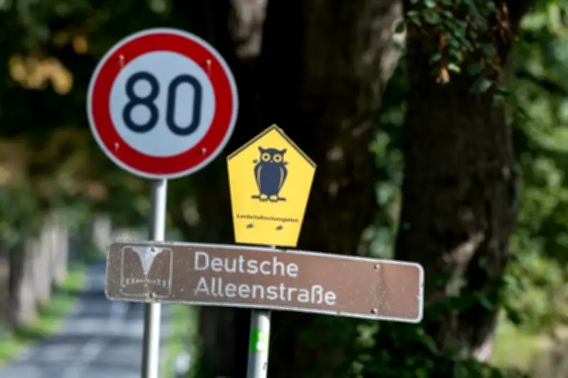 Krimlindenallee auf Rügen ist die Allee des Jahres 2026
