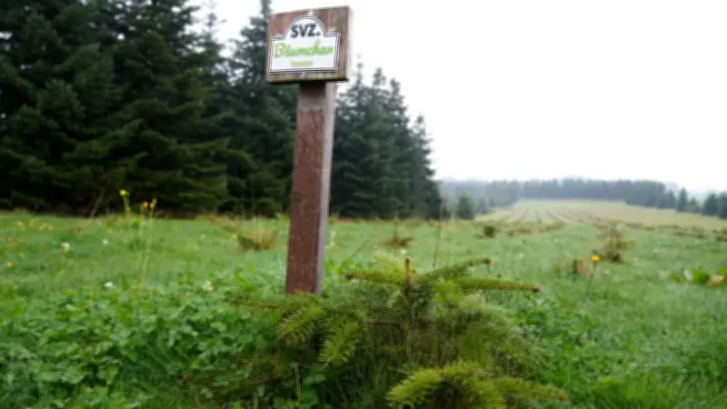 Nordmanntannen erholen sich von Hitzesommer – Landwirt pflanzt Setzlinge