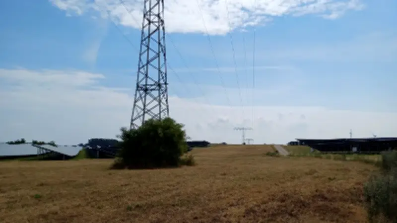 Rebhühner auf Solarfeld bei Demmin: BUND plant Schutzzonen