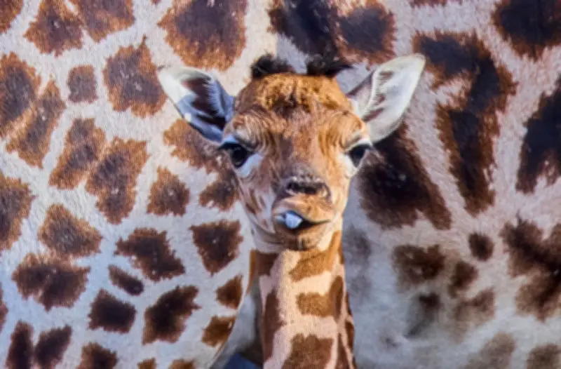 Schweriner Zoo begrüßt Giraffenbaby: „Sehr agil und aufgeweckt“