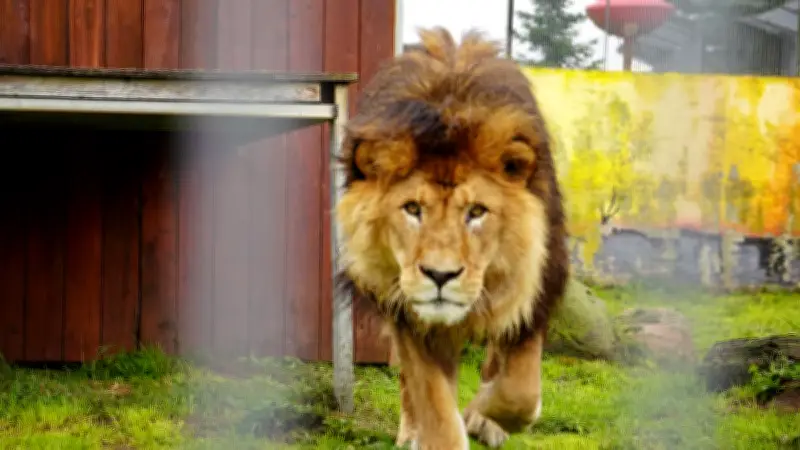 Tigerpark Dassow: Safari-Gefühl vor der Haustür in Nordwestmecklenburg