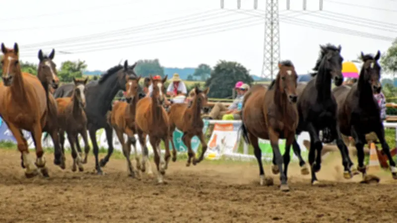 Trakehner in der DDR: Wie sie deutsche Geschichte schrieben