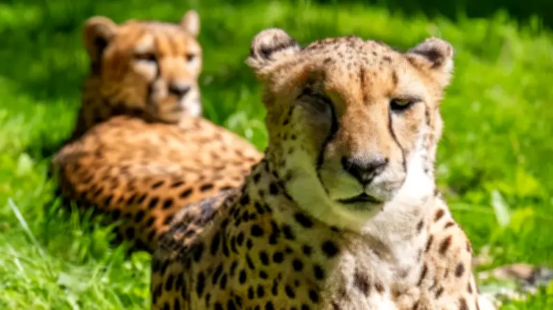 Trauer im Rostocker Zoo: Gepardin Malika musste eingeschläfert werden