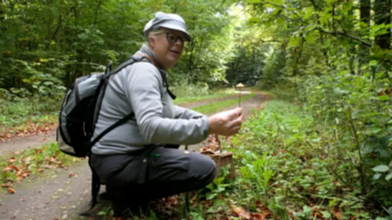 Wenig Pilze im Wald: Trockenheit hilft manchen Arten