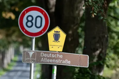 Krimlindenallee auf Rügen ist die Allee des Jahres 2026